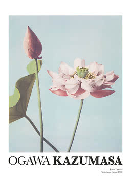 Vintage plakat med lyserød lotusknop og åben blomst mod lyseblå baggrund
