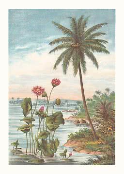 Illustration eines tropischen Sees mit Palme und rosa Seerosen am Ufer