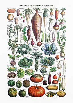 Vintage botanisk plakat med mange grøntsager og rodfrugter, navngivet på fransk.