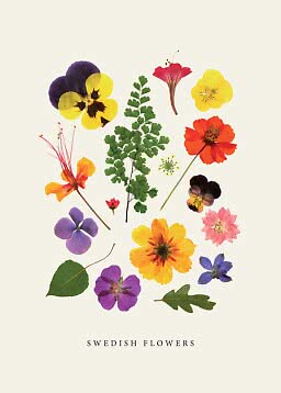 Affiche avec fleurs et feuilles suédoises pressées, multicolores, sur fond clair.