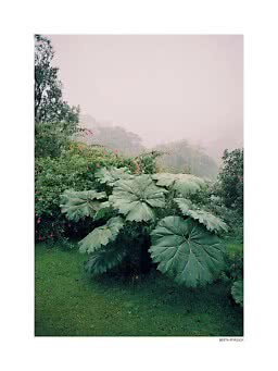 Misty tropical landscape with giant green leaves, shrubs, and grass in the foreground