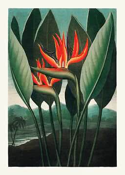 Illustration of bird of paradise flowers with orange blooms and large green leaves in a tropical landscape