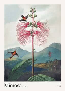 Botanisk plansch med Mimosa grandiflora, röda silkeslika blommor och kolibrier i bergslandskap