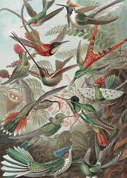 Illustration farbenfroher Kolibris zwischen Blättern, Blüten und einem Nest im Wald