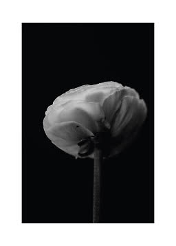 Nærbillede af en hvid blomst med lagdelte kronblade mod sort baggrund