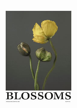 Affiche avec une fleur jaune et deux boutons sur fond gris foncé, avec le texte BLOSSOMS