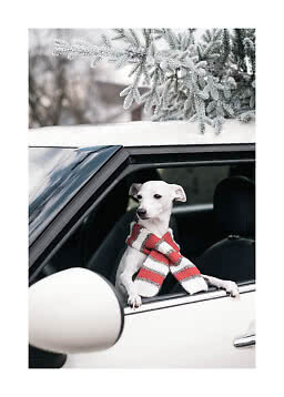 Piccolo cane bianco con sciarpa a righe guarda dal finestrino dell'auto sotto rami ghiacciati