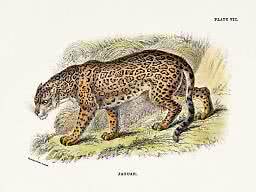 Vintage animal poster – Jaguar | Postery