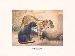 『 Green Leopard fam 』by Zuberi 60*60cm Vintage animal poster – Leopard | Postery