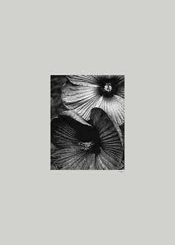 Gros plan en noir et blanc de deux fleurs d’hibiscus aux grands pétales
