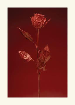 Rosa roja única con hojas sobre fondo rojo oscuro
