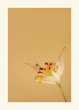 Gros plan d’un lys jaune sur fond beige chaud