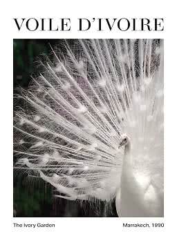 Poster of a white peacock with fanned tail and the text "Voile d’Ivoire"
