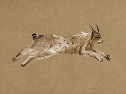 Una lince in piena estensione dipinta a pennellate corte e asciutte su kraft nudo, le zampe tese e un occhio ambra in avanti
