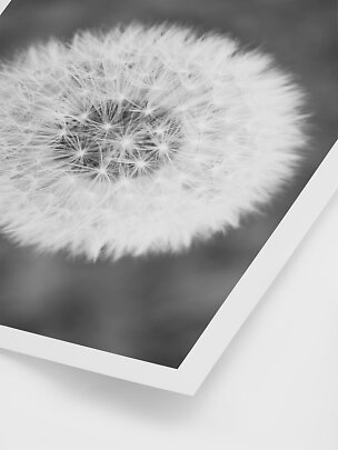 Gros plan d'un pissenlit en noir et blanc sur une affiche à bord blanc