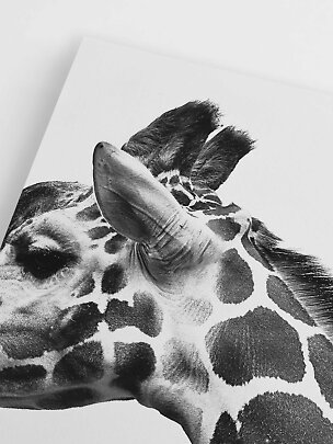 Nahaufnahme eines schwarz-weißen Giraffen-Kunstdrucks mit Kopf und Hals