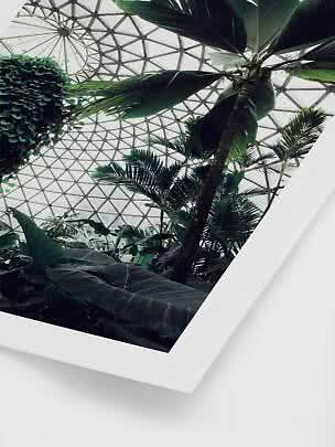 Tropical plants and a palm viewed from below beneath a geometric glass roof