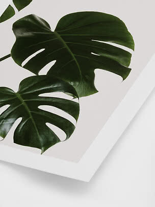 Poster with green monstera leaves on a light background in a white frame