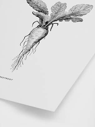 Illustration botanique en noir et blanc d’une betterave avec feuilles sur affiche blanche