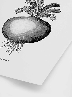 Schwarz-weiße botanische Illustration eines Kohlrabis mit Blättern und Wurzeln auf weißem Poster