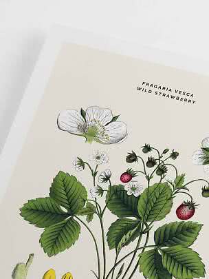 Botanischer Druck einer Walderdbeere mit weißen Blüten, grünen Blättern und roten Beeren.