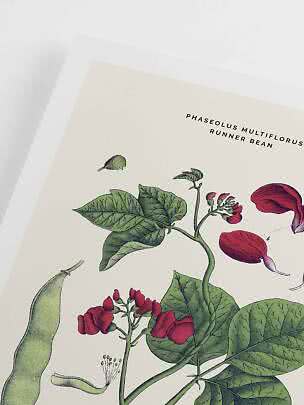 Botanisk plakat med pralbønne, grønne blade, røde blomster og bælge på lys baggrund