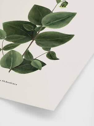 Botanisk plakat med grønne blade og lille hængende blomst på lys baggrund