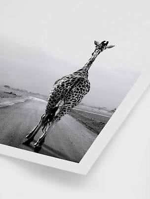 Svartvit poster med en giraff bakifrån på en väg i ett öppet landskap