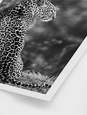 Black and white poster of a leopard in side profile