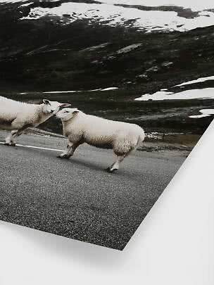Twee schapen op een weg met besneeuwde bergen op de achtergrond