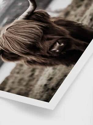 Close-up of Highland cow with long brown fur and horn on art print with white border