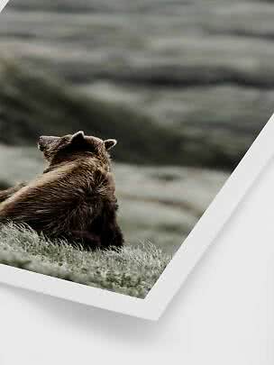 Brown bear sitting on a grassy hillside with a misty landscape in the background