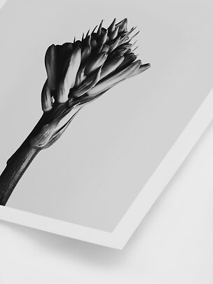Schwarz-weißes Blumenposter mit Nahaufnahme einer geschlossenen Knospe auf hellem Grund