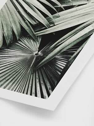 Framed art print showing a close-up of green palm leaves with water droplets