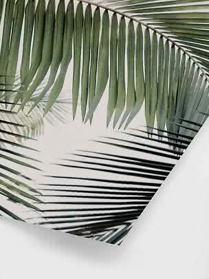 Primo piano di foglie di palma verdi su sfondo bianco con angolo del poster arricciato