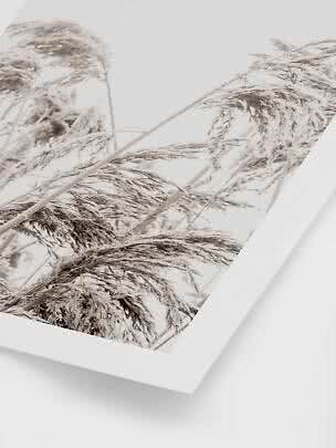 Poster with close-up of frost-covered reed plumes in soft beige tones