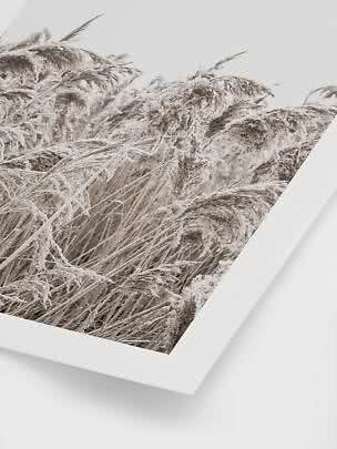 Indrammet fotokunst af frostklædte siv i lyse, neutrale toner
