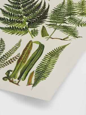 Illustrazione botanica con felci verdi su sfondo chiaro