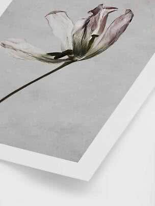Gerahmter botanischer Kunstdruck einer hellen Blüte auf grauem Hintergrund