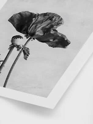 Stampa floreale in bianco e nero con grande papavero e bocciolo su sfondo chiaro