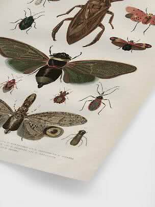Vintage insect illustration print with various beetles and cicadas on a light background