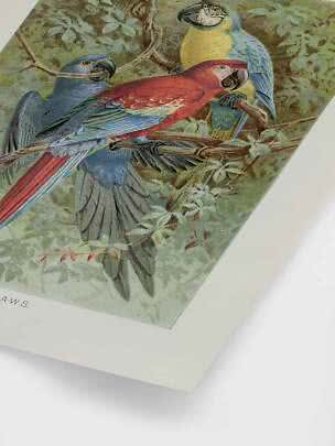 Illustration vintage de trois perroquets colorés perchés sur des branches dans le feuillage