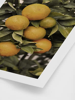 Primo piano di limoni gialli e un lime verde tra foglie verde scuro.