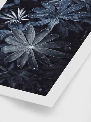 Close-up of dark botanical print with dew-covered leaves in a white frame