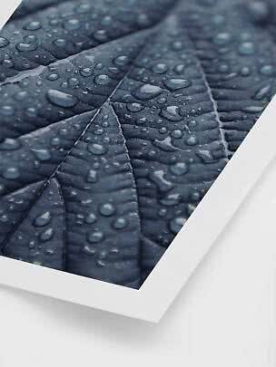 Close-up of a dark leaf with water droplets, printed as a poster with white border