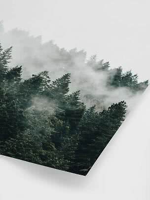 Poster con foresta di conifere nella nebbia su un pendio, su sfondo bianco