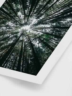 Poster con vista dal basso di alti alberi di conifere contro il cielo chiaro in un fitto bosco
