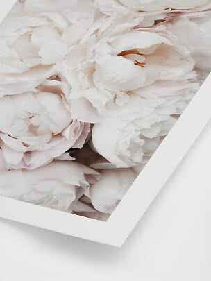 Primo piano di peonie rosa pallido in una cornice bianca