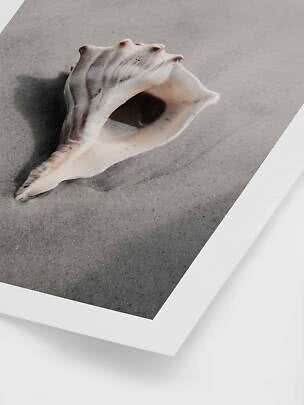 Coquillage conque blanc sur surface grise sableuse