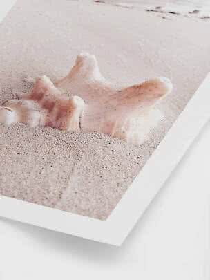 Close-up of a large seashell resting in pale sand on a beach print with white border